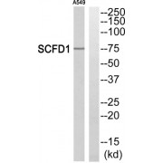 Western blot analysis of extracts from A549 cells, using SCFD1 antibody.