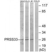 Western blot analysis of extracts from 293 cells, COLO cells and Jurkat cells, using PRSS33 antibody.