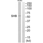 Western blot analysis of extracts from HuvEc cells, using SHB antibody.