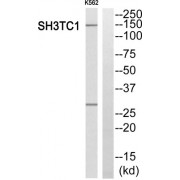 Western blot analysis of extracts from K562 cells, using SH3TC1 antibody.