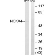 Western blot analysis of extracts from RAW264.7 cells, using SLC24A4 antibody.