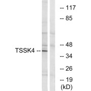 Western blot analysis of extracts from HT-29 cells, using TSSK4 antibody.