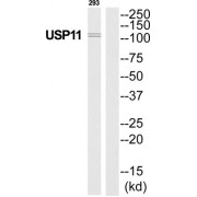 Ubiquitin Carboxyl-Terminal Hydrolase 11 (USP11) Antibody