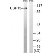 Western blot analysis of extracts from mouse brain cells, using USP13 antibody.