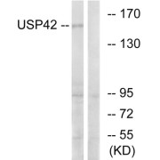 Western blot analysis of extracts from HT-29 cells, using USP42 antibody.