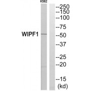 Western blot analysis of extracts from K562 cells, using WIPF1 antibody.