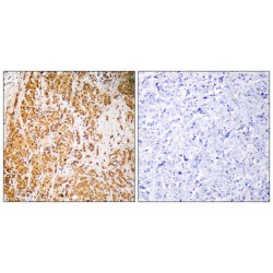 Zinc Finger And SCAN Domain Containing 22 (ZSCAN22) Antibody