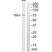 Western blot analysis of extracts from A549 cells, using TBX3 antibody.