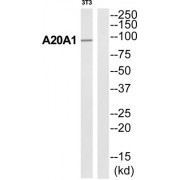 Western blot analysis of extracts from 3T3 cells, using A20A1 antibody.