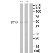 Caveolae-Associated Protein 1 (CAVIN1) Antibody