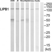 Western blot analysis of extracts from A549 cells, Jurkat cells, HeLa cells, HepG2 cells, COLO205 cells and HuvEc cells, using LIPB1 antibody.