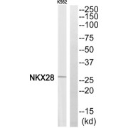 Western blot analysis of extracts from K562 cells, using NKX28 antibody.