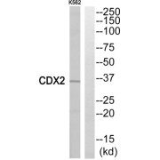 Western blot analysis of extracts from K562 cells, using CDX2 antibody.