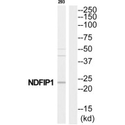 NEDD4 Family-Interacting Protein 1 (NDFIP1) Antibody