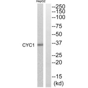 Western blot analysis of extracts from HepG2 cells, using CYC1 antibody.