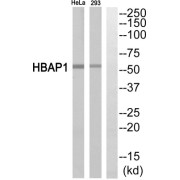 Western blot analysis of extracts from HeLa cells and 293 cells, using HBAP1 antibody.