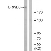 Western blot analysis of extracts from HuvEC, K562, Jurkat and HeLa cells, using HSPA8 antibody.