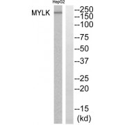 Western blot analysis of extracts from HepG2 cells, using MYLK antibody.