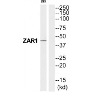 Zygote Arrest 1 (ZAR1) Antibody