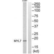 Western blot analysis of extracts from COS7 cells, using MYL7 antibody.