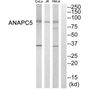 abx015112