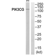 Phosphatidylinositol 4,5-Bisphosphate 3-Kinase Catalytic Subunit Gamma Isoform (PIK3CG) Antibody