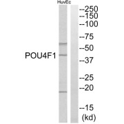 Western blot analysis of extracts from HuvEc cells, using POU4F1 antibody.