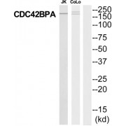 CDC42 Binding Protein Kinase Alpha (CDC42BPA) Antibody