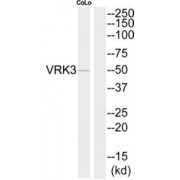 Serine/Threonine-Protein Kinase VRK3 (VRK3) Antibody