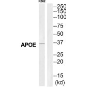abx015177