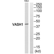 Western blot analysis of extracts from COLO205 cells, using VASH1 antibody.