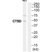 Cathepsin D (CTSD) Antibody