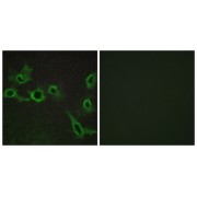 Immunofluorescence analysis of COS-7 cells, using HTR7 antibody.