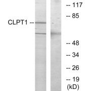 Western blot analysis of extracts from COS-7 cells, using CLPT1 antibody.