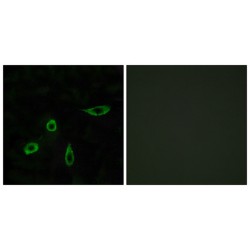 Lysophosphatidic Acid Receptor Edg-4 (EDG4) Antibody