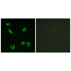 Prostaglandin E2 Receptor EP3 Subtype (PE2R3) Antibody