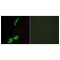 G-Protein Coupled Receptor 151 (GPR151) Antibody