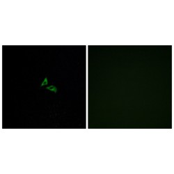 Lysophosphatidic Acid Receptor Edg-7 (EDG7) Antibody