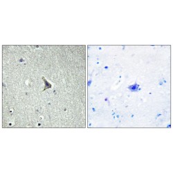 Integral Membrane Protein GPR137C (GPR137C) Antibody