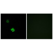 Immunofluorescence analysis of A549 cells, using GALR3 antibody.