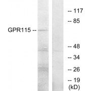 Western blot analysis of extracts from COLO205 cells, using GPR115 antibody.