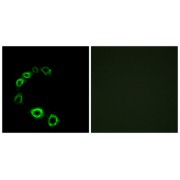 Immunofluorescence analysis of HeLa cells, using GPR175 antibody.