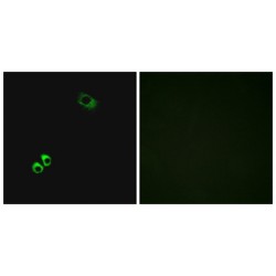 G-Protein Coupled Receptor Family C Group 6 Member A (GPRC6A) Antibody
