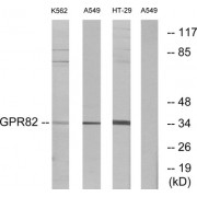 Western blot analysis of extracts from K562 cells, A549 cells and HT-29 cells, using GPR82 antibody.