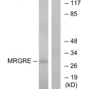 Western blot analysis of extracts from HeLa cells, using MRGRE antibody.