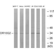 Western blot analysis of extracts from MCF-7 cells, HeLa cells, HUVEC cells, Jurkat cells and COLO cells, using OR10G2 antibody.