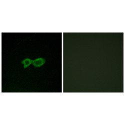 Olfactory Receptor Family 13 Subfamily C Member 4 (OR13C4) Antibody