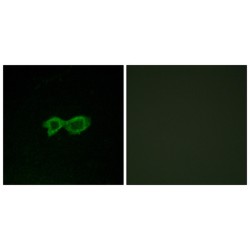 Olfactory Receptor Family 13 Subfamily C Member 4 (OR13C4) Antibody