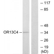 Western blot analysis of extracts from COS-7 cells, using OR13C4 antibody.