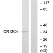 Western blot analysis of extracts from COS-7 cells, using OR13C4 antibody.